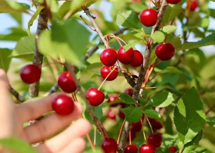 Casa Do Ginjão Casa de Férias *